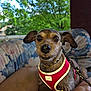 canine, close_up, companion, couch, dog, domestic_animal, expression, floral_pattern, fur, greenery, leash, legs, nature, outdoor, pet, porch, red_harness, relaxing, small_dog, summer