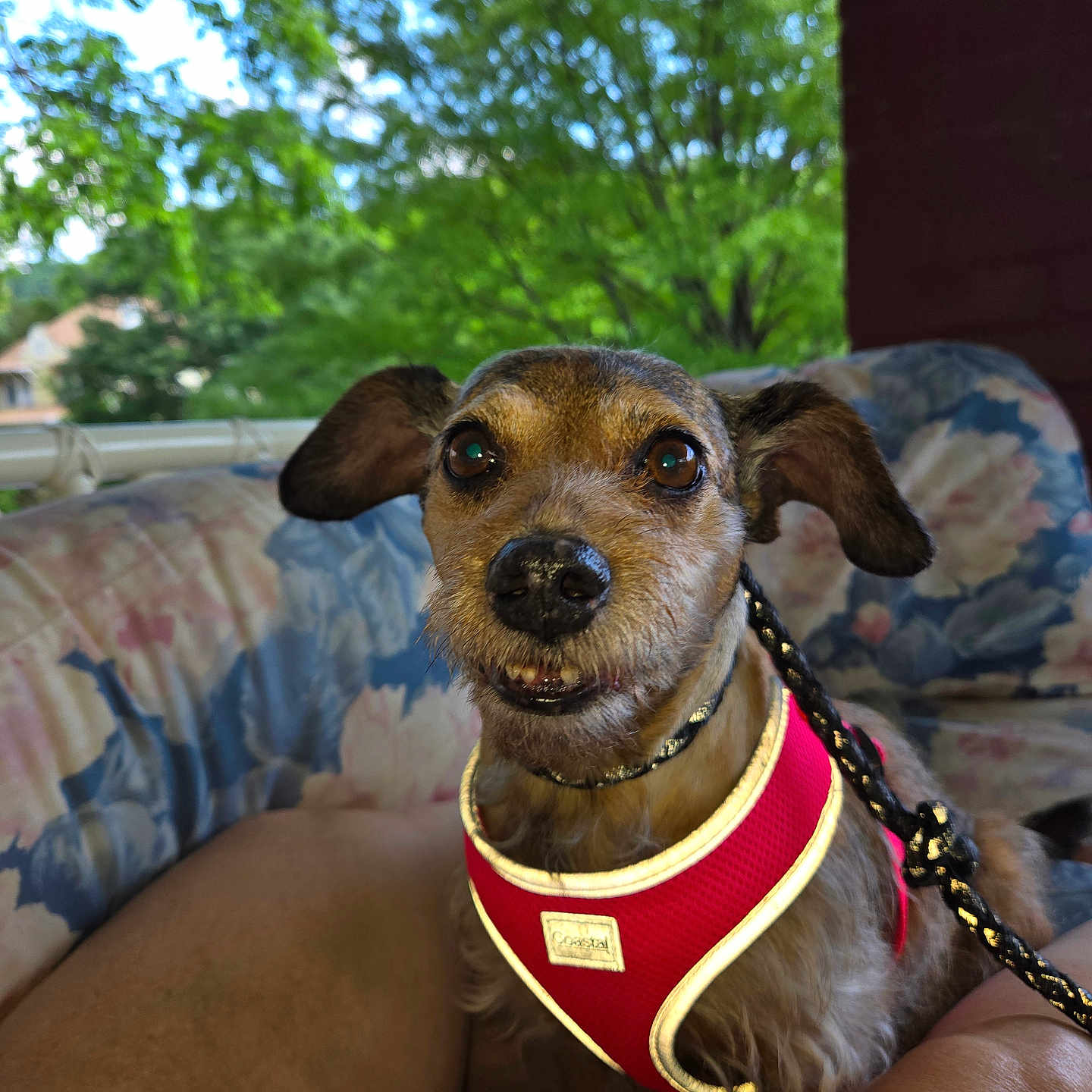 Sandy joined the competition — help win amazing prizes! canine, close_up, companion, couch, dog, domestic_animal, expression, floral_pattern, fur, greenery, leash, legs, nature, outdoor, pet, porch, red_harness, relaxing, small_dog, summer