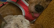 Sandy joined the competition — help win amazing prizes! animal, brown_fur, close_up, comfort, companion, cozy, cushion, cute, dog, domestic, furry, indoor, pet, pink_harness, plush_toy, relaxed, resting, sleeping, soft_texture, tongue_out
