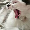 bed, black_markings, cat, close_up, cozy, domestic_cat, fur, indoor, kitten, mouth_open, nostril, paw, pet, portrait, sleepy, teeth, tongue, whiskers, white_fur, yawning
