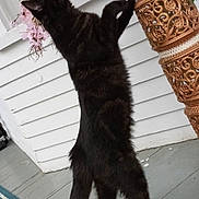 Nyx joined the competition — help win amazing prizes! animal, black_cat, cat, curious, decorative_vase, domestic_cat, door_mat, feline, floor, flower, greenery, houseplant, indoor_plant, pet, plant, playful, porch, shoe, standing, wooden_wall