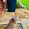 Bean is registered to the contest to win money with this photo: animal, brick_wall, cat, collar, curious, daylight, doormat, flower_pot, flowers, garden, grass, green_eyes, nature, outdoor, pet, plants, residential, sidewalk, sitting, stone_patio