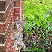 Bean joined the competition — help win amazing prizes! animal, brick_wall, cat, curious, daylight, ears, foliage, garden, grass, gray_tabby, green_eyes, mammal, nature, outdoor, peeking, pet, plants, side_view, tail, whiskers