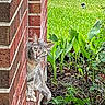 animal, brick_wall, cat, curious, daylight, ears, foliage, garden, grass, gray_tabby, green_eyes, mammal, nature, outdoor, peeking, pet, plants, side_view, tail, whiskers
