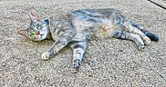 Bean joined the competition — help win amazing prizes! animal, cat, closeup, concrete, curious, daylight, ears, feline, grass, gray_tabby, green_eyes, lying_down, nature, outdoor, paws, pet, relaxed, resting, sideways, whiskers