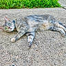 animal, cat, closeup, concrete, curious, daylight, ears, feline, grass, gray_tabby, green_eyes, lying_down, nature, outdoor, paws, pet, relaxed, resting, sideways, whiskers