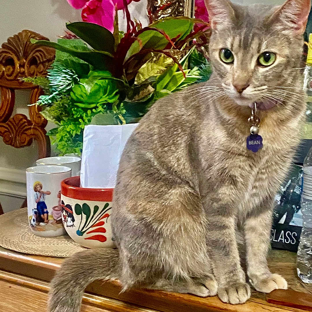 Bean is registered to the contest to win money with this photo: cat, collar, cup, curious, decor, domestic_cat, dresser, feline, flower_pot, green_eyes, household, indoor, mirror, orchids, pet, plant, sitting, tabby_cat, tag, wooden_furniture