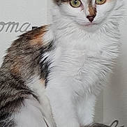 Annah a rejoint le concours — aidez-le/la à gagner de superbes lots ! animal, calico, cat, close_up, coffee_cup, curious, cute, domestic_cat, feline, fur, green_eyes, indoor, kitten, pet, portrait, sitting, tail, wall_art, whiskers, young_cat