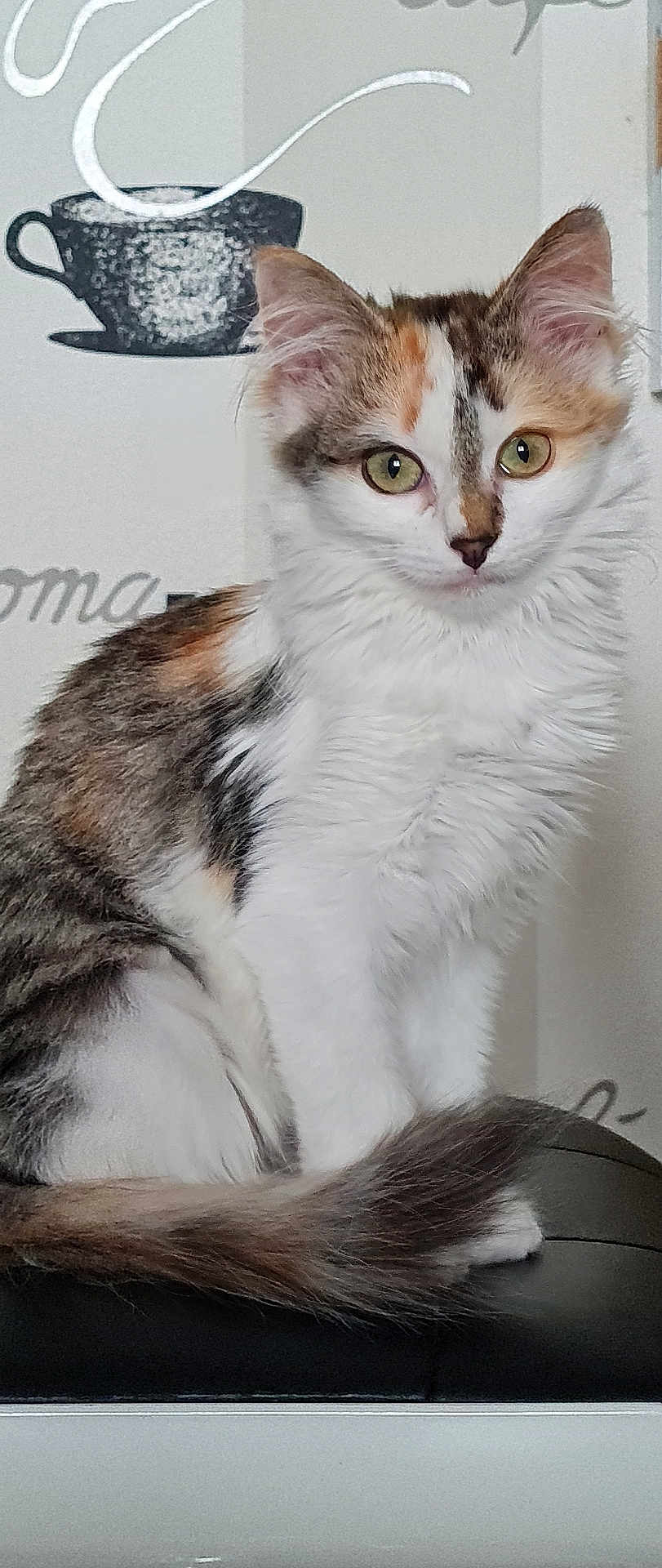 Annah a rejoint le concours — aidez-le/la à gagner de superbes lots ! animal, calico, cat, close_up, coffee_cup, curious, cute, domestic_cat, feline, fur, green_eyes, indoor, kitten, pet, portrait, sitting, tail, wall_art, whiskers, young_cat