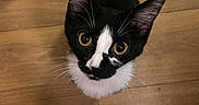 Diane participe au concours pour gagner de l'argent avec cette photo : cat, black_and_white, yellow_eyes, looking_up, whiskers, ears, tail, wooden_floor, pet, animal, domestic_cat, curious, indoor, feline, fur, close_up, portrait, flooring, playful, young_cat