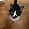 cat, black_and_white, yellow_eyes, looking_up, whiskers, ears, tail, wooden_floor, pet, animal, domestic_cat, curious, indoor, feline, fur, close_up, portrait, flooring, playful, young_cat
