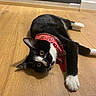 Diane participe au concours pour gagner de l'argent avec cette photo : cat, black_and_white, bandana, indoor, wooden_floor, pet, animal, lying_down, curious_eyes, whiskers, paws, reflection, mirror, flooring, domestic_cat, feline, cute, relaxed, close_up, portrait