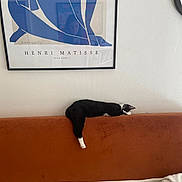 Diane participe au concours pour gagner de l'argent avec cette photo : cat, black_and_white_cat, couch, orange_couch, relaxed, sleeping_cat, indoor, framed_artwork, henri_matisse, wall, minimalist, home_interior, furniture, resting, pet, animal, cozy, art, painting, decor