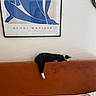 cat, black_and_white_cat, couch, orange_couch, relaxed, sleeping_cat, indoor, framed_artwork, henri_matisse, wall, minimalist, home_interior, furniture, resting, pet, animal, cozy, art, painting, decor