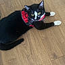 Diane a rejoint le concours — aidez-le/la à gagner de superbes lots ! cat, black_and_white, pet, indoor, floor, wooden_floor, harness, animal, feline, yellow_eyes, whiskers, curious, fur, domestic_cat, resting, looking_up, playful, cute, small_pet, house_pet