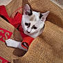 cat, kitten, burlap_sack, red_strap, indoor, curious, white_fur, black_patches, brown_patches, pet, animal, floor, texture, close_up, cute, young, playful, feline, small, cozy