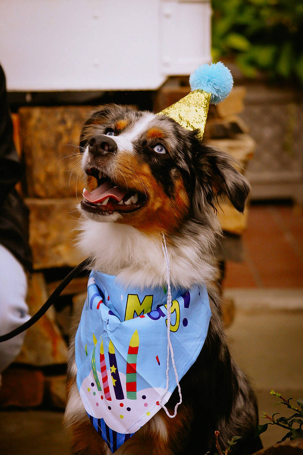 Bobby joined the competition — help win amazing prizes! canidae, carnivore, collar, companion_dog, dog, dog_breed, dog_clothes, dog_collar, dog_supply, electric_blue, fashion_accessory, fawn, fur, herding_dog, leash, pet_supply, shetland_sheepdog, snout, sporting_group, whiskers