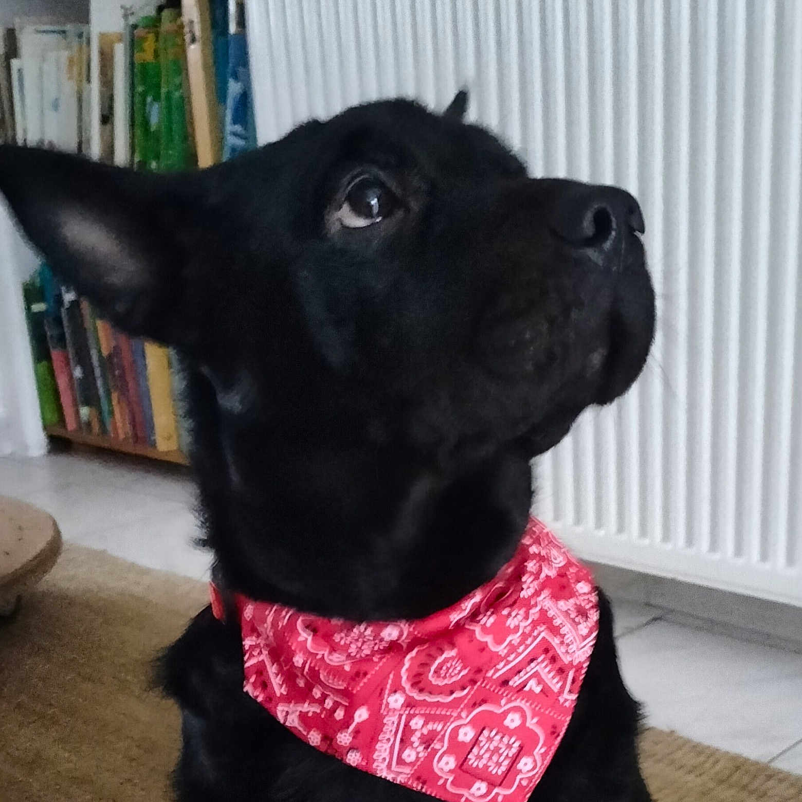 Timmy participe au concours pour gagner de l'argent avec cette photo : alert, animal_portrait, bandana, black_dog, bookshelf, canine, carpet, close_up, companion, cute, dog, domestic_animal, floor, fur, indoor, looking_up, pet, radiator, red_bandana, side_view