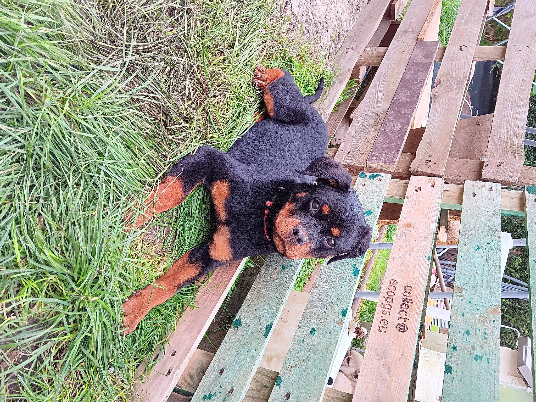 Ultime Diva participe au concours pour gagner de l'argent avec cette photo : canidae, carnivore, dog_breed, flooring, fun, fur, grass, guard_dog, leisure, pattern, people_in_nature, plant, shadow, sporting_group, wood