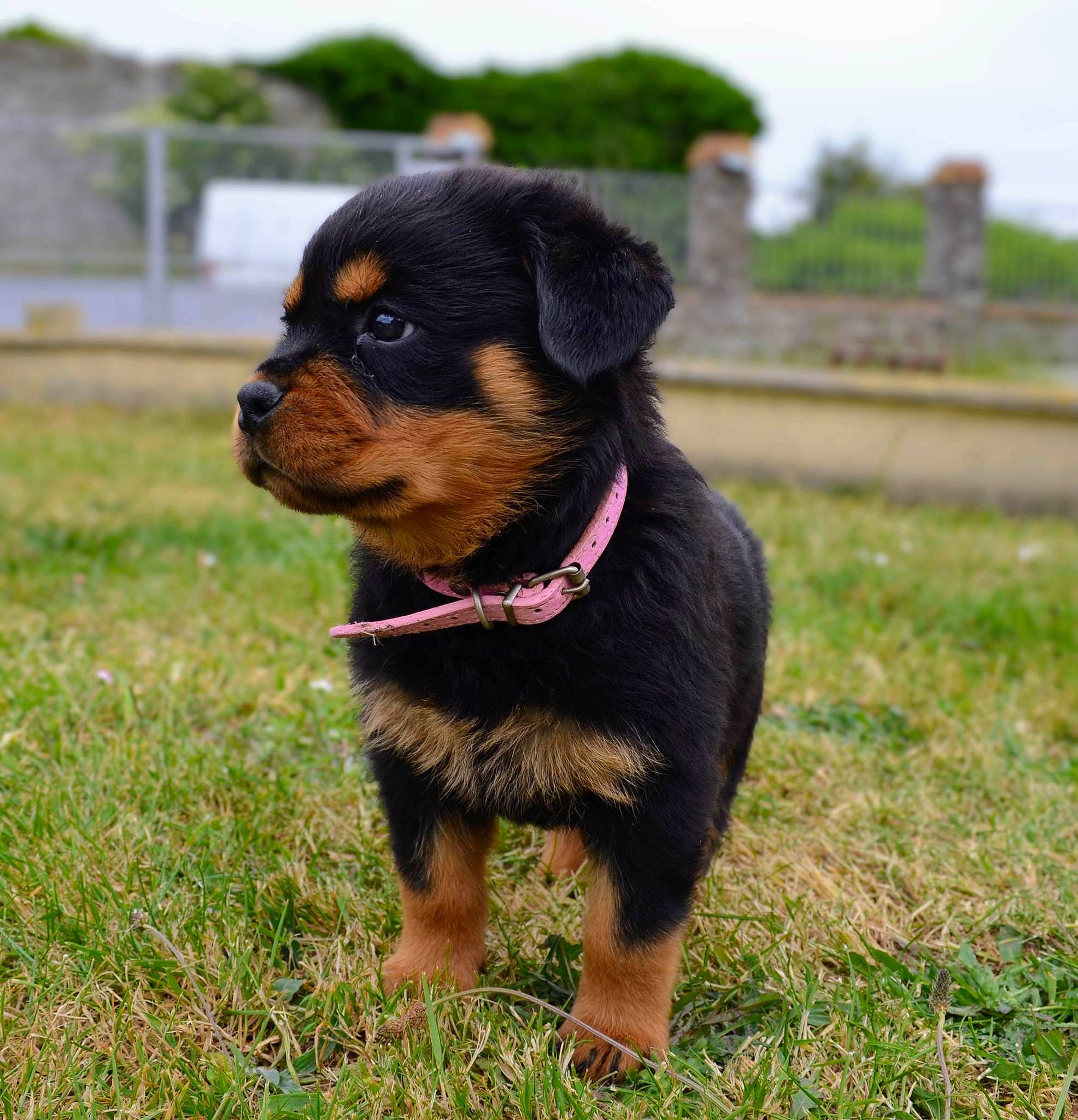 Ultime Diva participe au concours pour gagner de l'argent avec cette photo : canidae, carnivore, collar, companion_dog, dog, dog_breed, dog_collar, fawn, fur, grass, pet_supply, plant, rottweiler, sky, snout, sporting_group, terrestrial_animal, whiskers, working_animal, working_dog