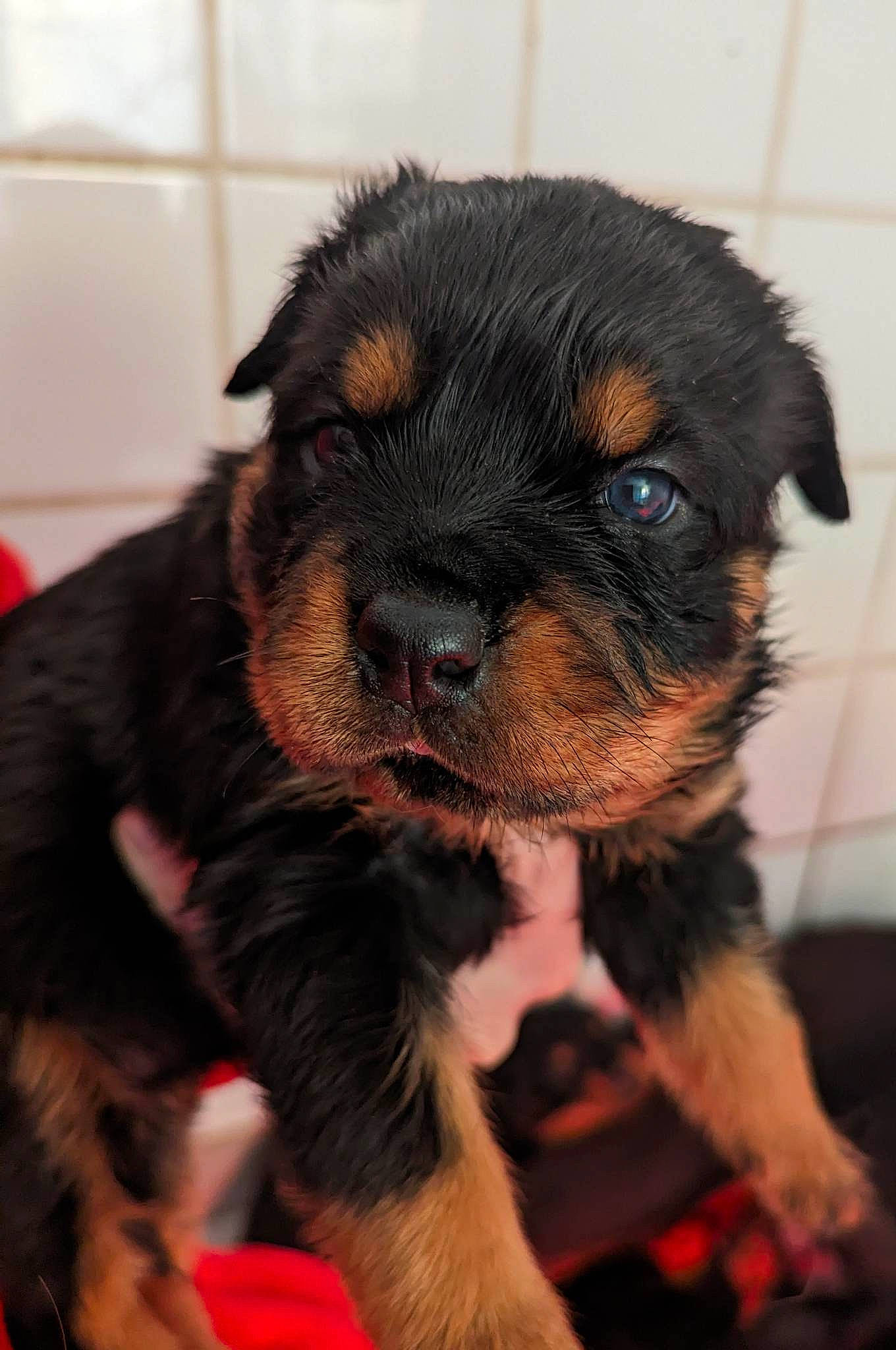 Ultime Diva a rejoint le concours — aidez-le/la à gagner de superbes lots ! carnivore, companion_dog, dog, dog_breed, ear, fur, paw, snout, sporting_group, terrestrial_animal, toy_dog, whiskers, working_animal, working_dog