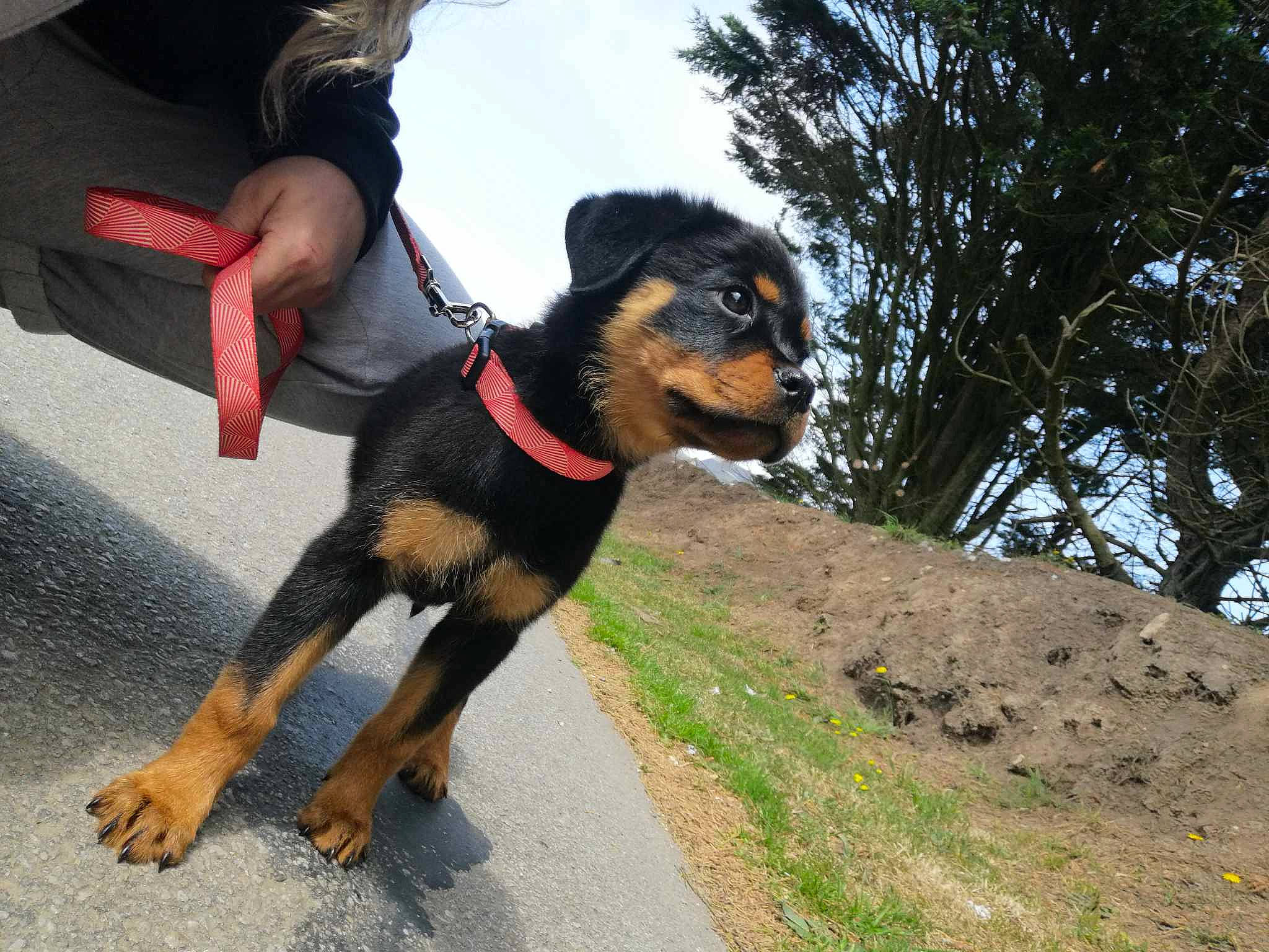 Ultime Diva participe au concours pour gagner de l'argent avec cette photo : adventure, canidae, carnivore, collar, companion_dog, dog, dog_breed, dog_collar, dog_supply, fawn, guard_dog, leash, paw, sky, snout, sporting_group, tail, tree, working_animal, working_dog