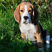 Attila participe au concours pour gagner de l'argent avec cette photo : beagle, puppy, dog, grass, greenery, outdoor, nature, sunlight, leafy_plants, pet, cute, animal, sitting, young, floppy_ears, brown, white, black, adorable, portrait
