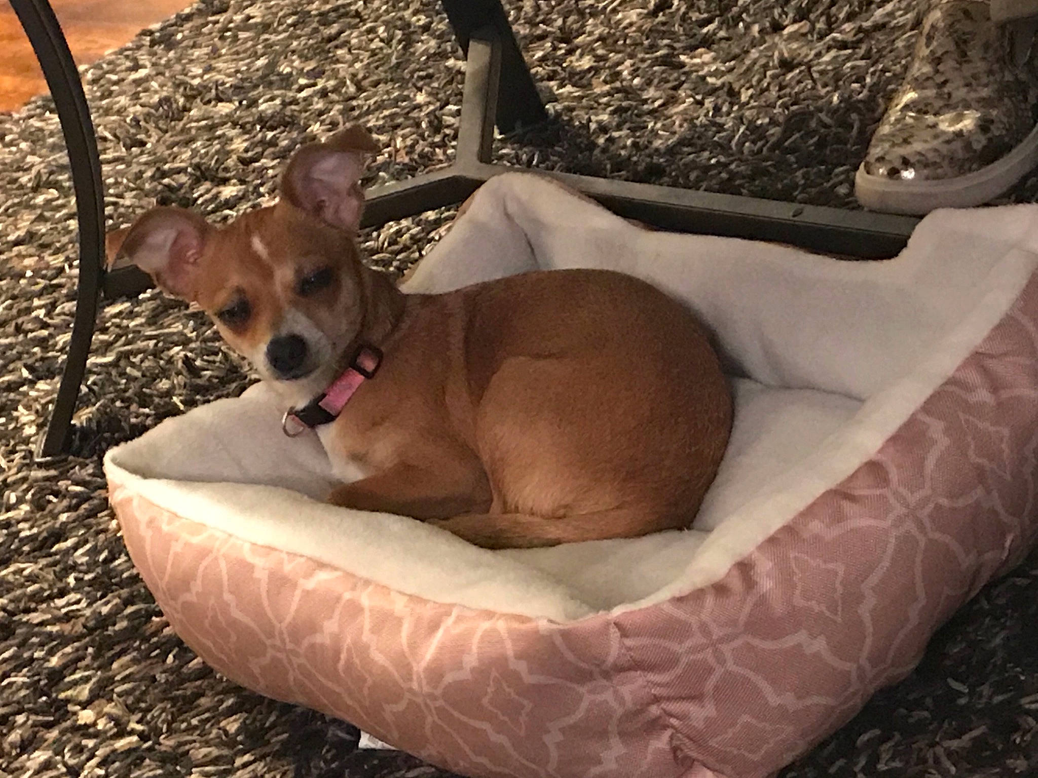 Bella Boo joined the competition — help win amazing prizes! canidae, carnivore, chihuahua, collar, comfort, companion_dog, dog, dog_bed, dog_breed, dog_supply, fawn, liver, mammal, pet_supply, puppy, snout, sporting_group, toy_dog, vertebrate, working_animal