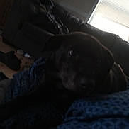 Gracie joined the competition — help win amazing prizes! dog, blanket, indoor, couch, window, knitted, furniture, dark, pet, animal, floor, shoe, living_room, cozy, resting, blur, low_light, household, relax, domestic