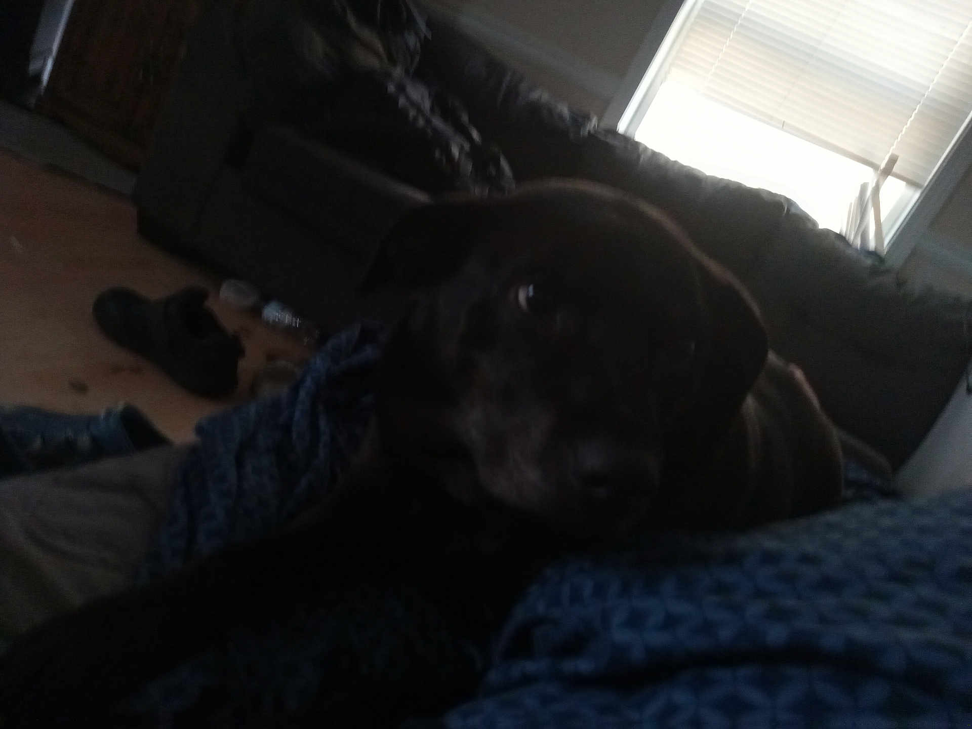 Gracie