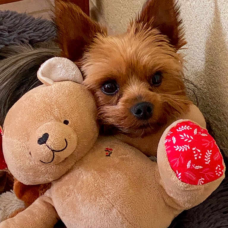 Roxy a rejoint le concours — aidez-le/la à gagner de superbes lots ! canidae, carnivore, comfort, companion_dog, dog, dog_breed, dog_supply, fawn, foot, fur, liver, pet_supply, snout, stuffed_toy, terrestrial_animal, toy, toy_dog, vertebrate, whiskers, working_animal