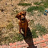 dog, brown_dog, pet, outdoor, yard, grass, dry_grass, greenery, brick_patio, shadow, sunlight, animal, canine, collar, sitting, looking_up, ears, snout, nature, play_toy