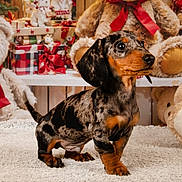 Harry a rejoint le concours — aidez-le/la à gagner de superbes lots ! dachshund, puppy, dog, toy, teddy_bear, gift, present, ribbon, holiday, decor, carpet, indoor, cute, pet, animal, fur, brown, black, small, portrait