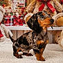dachshund, puppy, dog, toy, teddy_bear, gift, present, ribbon, holiday, decor, carpet, indoor, cute, pet, animal, fur, brown, black, small, portrait