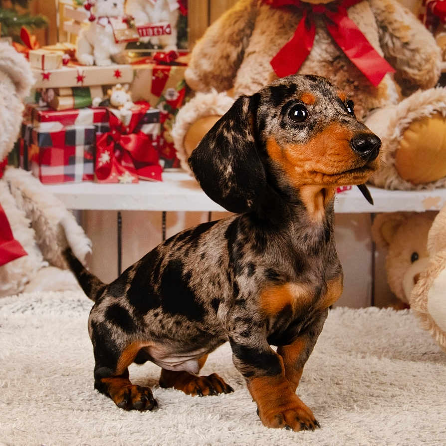 Harry a rejoint le concours — aidez-le/la à gagner de superbes lots ! animal, black, brown, carpet, cute, dachshund, decor, dog, fur, gift, holiday, indoor, pet, portrait, present, puppy, ribbon, small, teddy_bear, toy