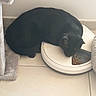 animal, automatic_feeder, bathroom, black_cat, black_fur, cat, cozy, crouching, eating, feeding, feline, food_bowl, home, indoor, kibble, pet, portrait, sitting, snack_time, tile_floor