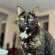 Luna joined the competition — help win amazing prizes! cat, tortoiseshell, indoor, green_eyes, close_up, pet, feline, curious, fur, whiskers, animal, portrait, cute, domestic, mammal, sitting, focus, household, soft_light, background_blur