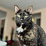 cat, tortoiseshell, indoor, green_eyes, close_up, pet, feline, curious, fur, whiskers, animal, portrait, cute, domestic, mammal, sitting, focus, household, soft_light, background_blur