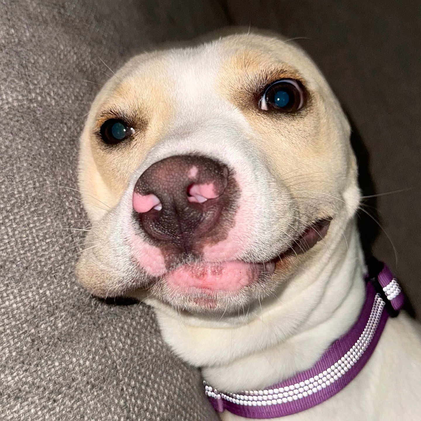 Lucy Goosy joined the competition — help win amazing prizes! animal, canine, close_up, collar, companion, cute, dog, expression, fabric, face, fur, gray, indoor, nose, pet, portrait, purple_collar, resting, texture, whiskers