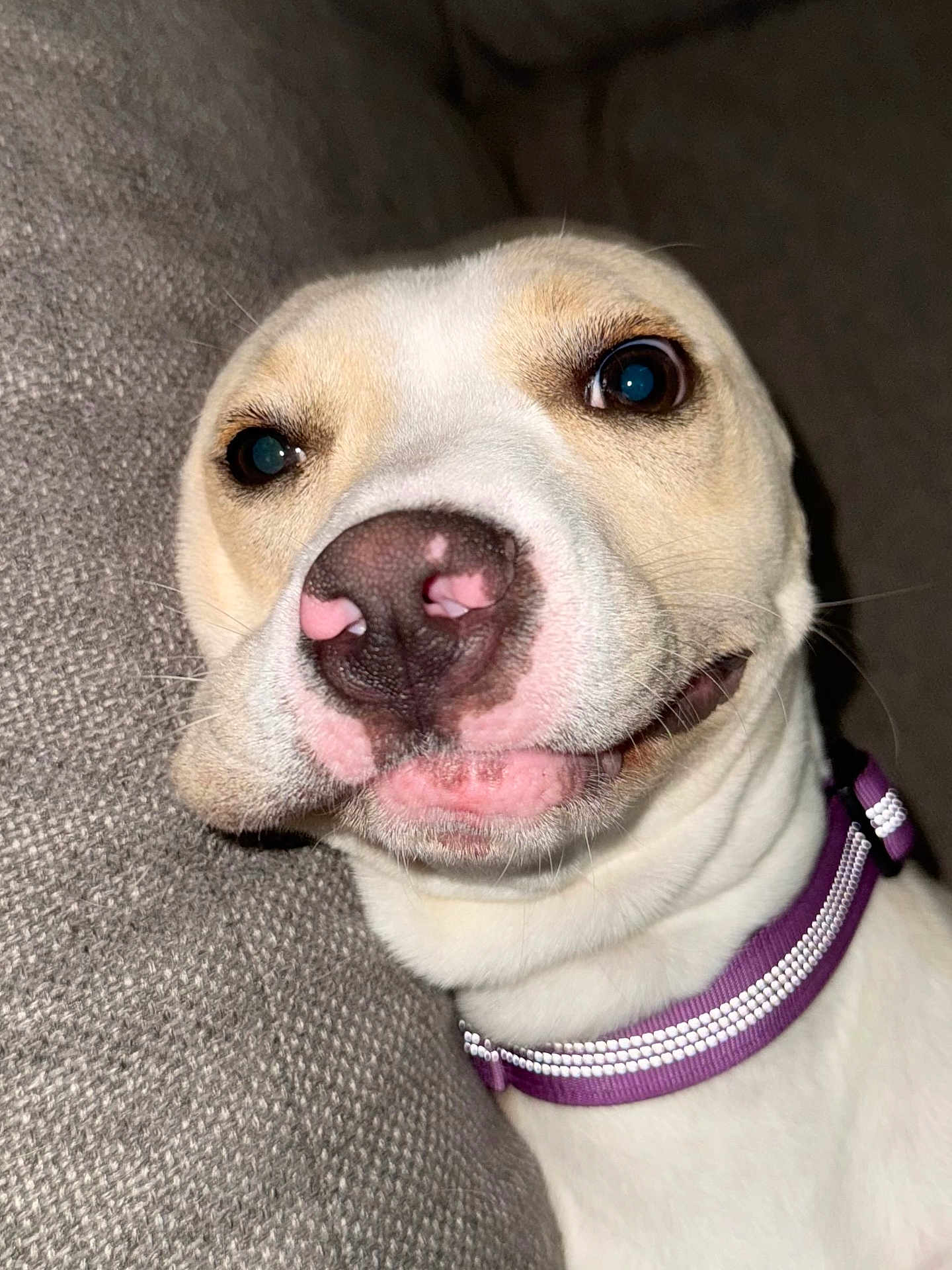 Lucy Goosy joined the competition — help win amazing prizes! dog, close_up, face, nose, collar, purple_collar, pet, animal, resting, expression, cute, indoor, texture, fabric, gray, whiskers, fur, canine, portrait, companion