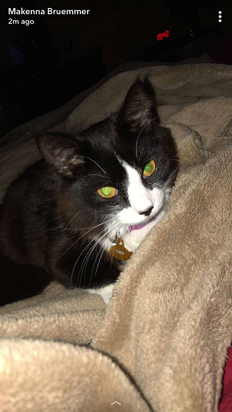 Theo joined the competition — help win amazing prizes! carnivore, cat, comfort, domestic_short_haired_cat, felidae, fur, grey, paw, small_to_medium_sized_cats, snout, tail, whiskers