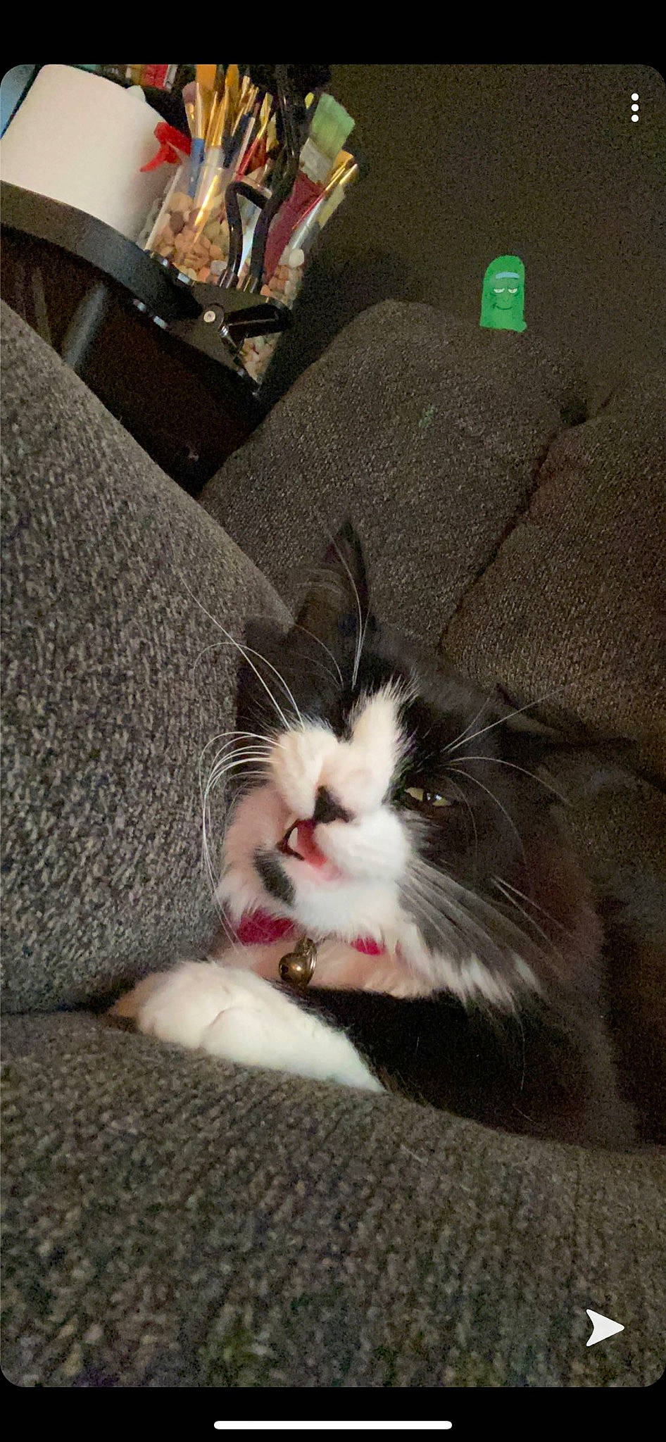 Theo is registered to the contest to win money with this photo: carnivore, cat, claw, comfort, couch, domestic_short_haired_cat, felidae, foot, fur, human_leg, paw, small_to_medium_sized_cats, snout, whiskers