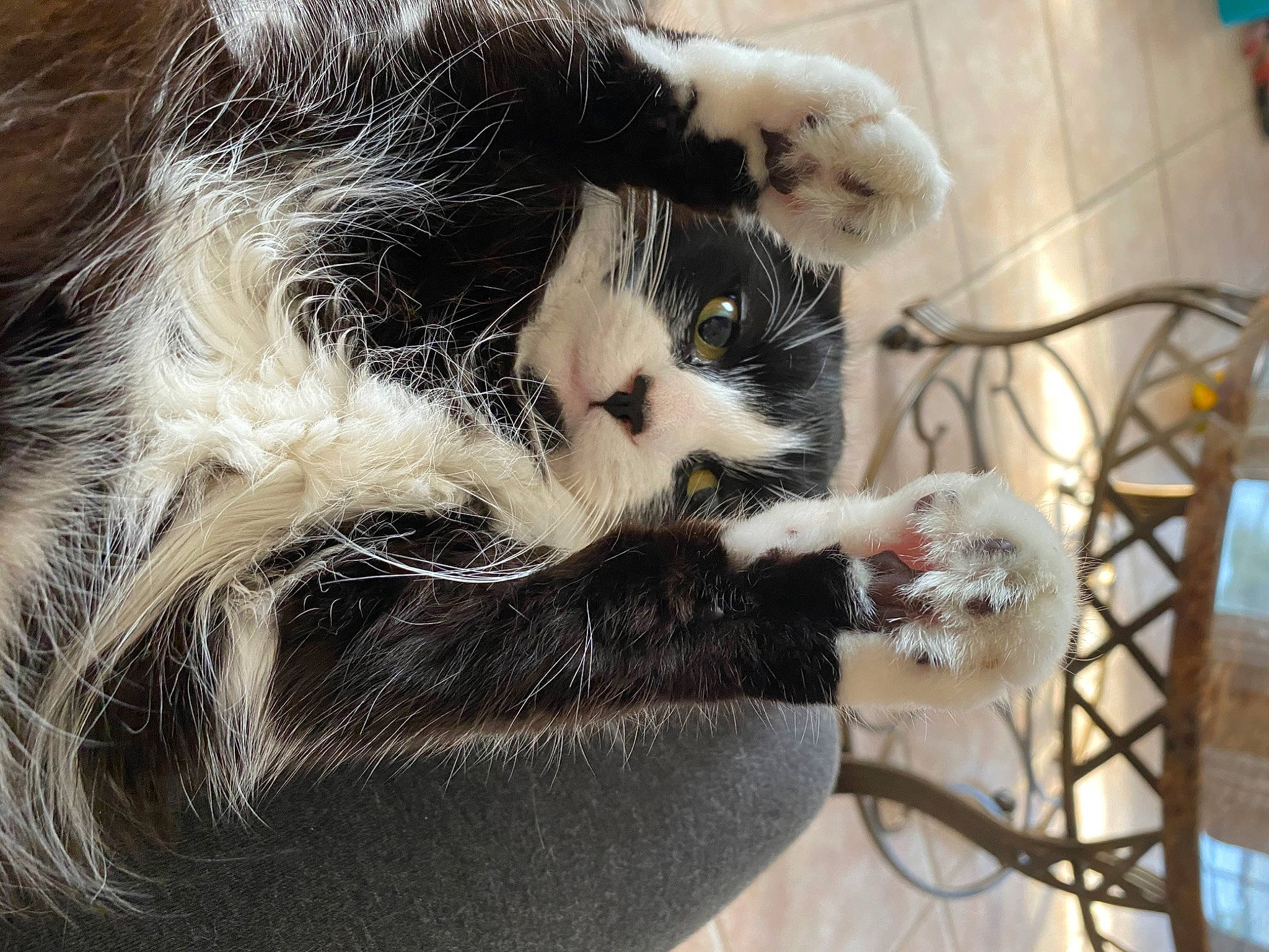 Theo is registered to the contest to win money with this photo: carnivore, cat, cat_bed, cat_supply, claw, comfort, domestic_short_haired_cat, eye, eyelash, felidae, fur, head, paw, pet_supply, small_to_medium_sized_cats, snout, tail, tree, whiskers, window