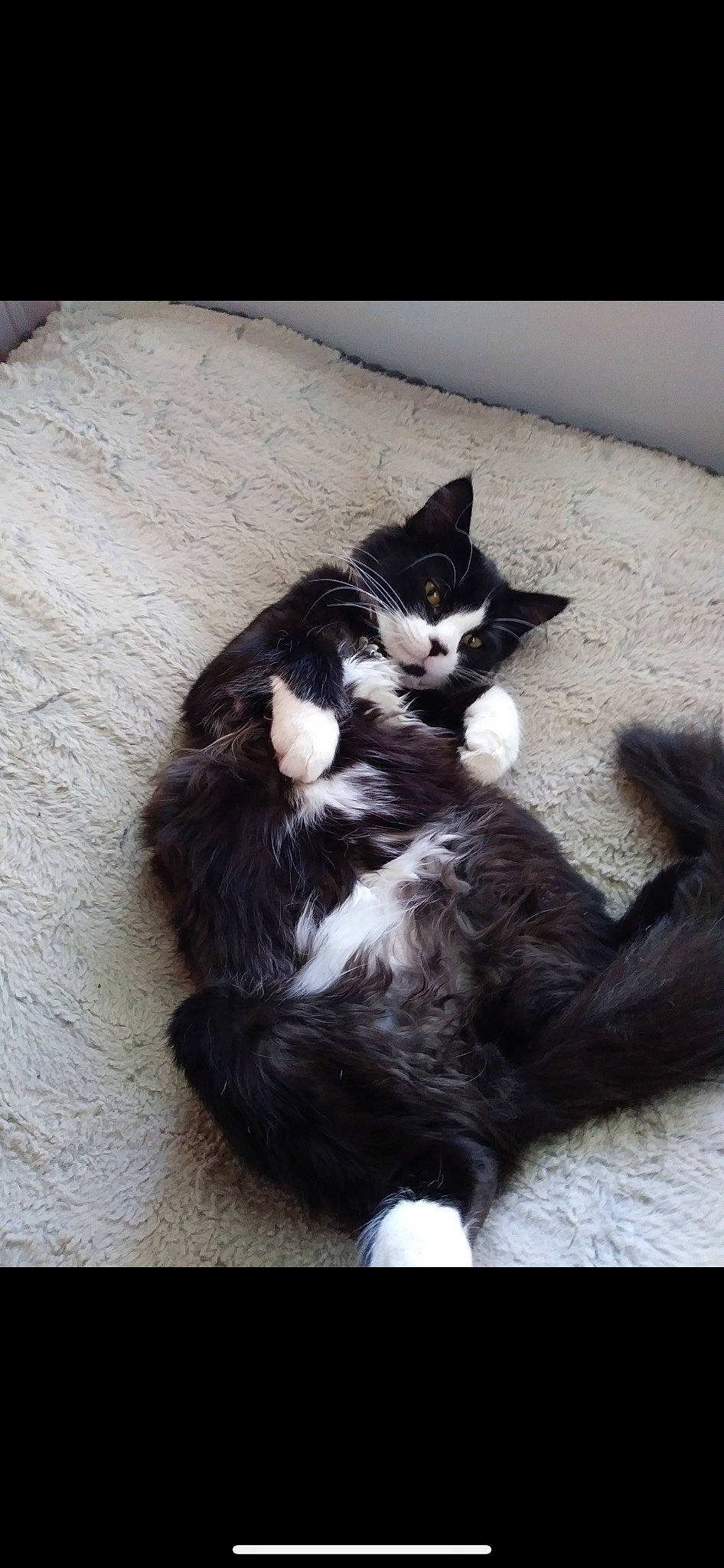 Theo joined the competition — help win amazing prizes! canidae, carnivore, cat, claw, comfort, domestic_short_haired_cat, felidae, flooring, fur, hardwood, paw, small_to_medium_sized_cats, snout, tail, terrestrial_animal, whiskers, wood