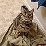 animal, bathroom, cat, collar, curious, cute, domestic, floor, fur, home, human_foot, indoor, looking_up, paw, pet, striped, tabby, tile, towel, whiskers