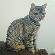 Callie is registered to the contest to win money with this photo: cat, tabby, pet, feline, collar, indoor, couch, brown, striped, fur, animal, sitting, alert, whiskers, ears, nose, domestic, mammal, wall, household