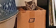 Callie is registered to the contest to win money with this photo: animal, bookshelf, cardboard_box, carpet, cat, cozy, curious, cute, domestic_cat, feline, furniture, home, indoor, kitten, looking, pet_carrier, pets, sitting, small_animal, tabby