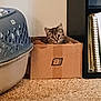 Callie is registered to the contest to win money with this photo: kitten, cat, cardboard_box, indoor, carpet, pet_carrier, bookshelf, curious, tabby, pets, cozy, home, furniture, small_animal, domestic_cat, sitting, looking, feline, cute, animal