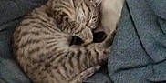 Callie is registered to the contest to win money with this photo: cat, tabby, sleeping, curled_up, blanket, cozy, feline, striped, pet, resting, indoor, soft, cute, animal, fur, relaxed, warm, comfort, nap, pile