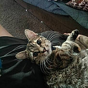 Callie joined the competition — help win amazing prizes! big_eyes, carpet, cat, comfort, couch, cushion, domestic_animal, ears, feline, fur, home, indoor, lap, looking_at_camera, person, pet, relaxed, resting, tabby_cat, whiskers